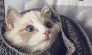 有创意的动物微信名（适合做微信名的动物）