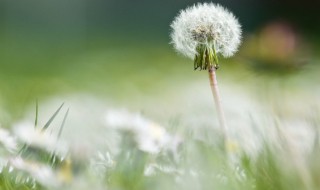 新鲜的蒲公英花怎样储存 蒲公英怎么保存好