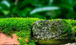 苔藓是什么植物（地衣苔藓是什么植物）