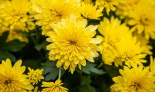 清明扫墓可以用什么花 清明扫墓什么花好