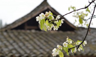 清明节是什么季节的节日（清明节是啥季节）