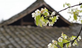 清明节传统节日风俗活动 清明节传统节日风俗活动作文