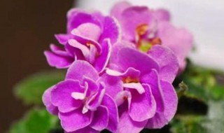 紫罗兰叶子发黄怎么办 紫罗兰花叶子黄了怎么办