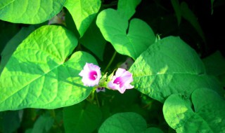 牵牛花叶子发黄怎么办 牵牛花黄叶怎么回事