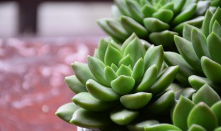 多肉植物变黄怎么办（多肉植物变黄该怎么办）