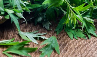 大艾草和小艾草怎么区分 大艾草小艾草的区别