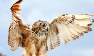 猫头鹰是哺乳动物吗 猫头鹰是哺乳动物吗是哺乳动物吗他生的是宝宝还是蛋呢