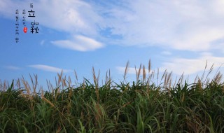 立秋加一伏是多少天（立秋后的一伏是几天）