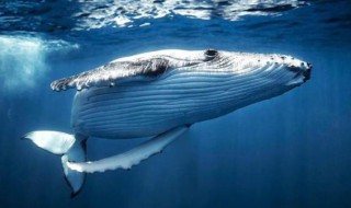 最早的鲸类生活在陆地上还是海洋里（鲸最早生活在陆地吗）