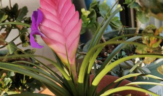 铁兰叶子干枯怎么办（铁兰叶尖干枯）