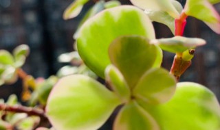 雅乐之舞叶子怎么变红 怎样让雅乐之舞叶子变红