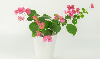 三角梅有什么养殖方法 三角梅的养殖方法