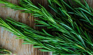 迷迭香的养殖方法有哪些（迷迭香怎样种养）