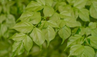 幸福树养殖方法几天浇水（幸福树怎么养多久浇一次水）