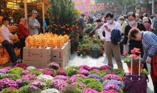 凤尾兰有什么养殖方法（凤尾兰种植风水）