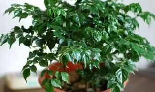 幸福树叶子干枯怎么办 水培的幸福树叶子干枯怎么办