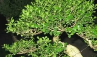 海桐有什么养殖方法 盆栽海桐的养殖和管理