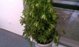 摇钱树叶子掉落怎么办 摇钱树掉叶子怎么回事