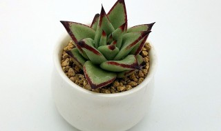 多肉植物怎么移植（多肉植物怎么移植发芽）