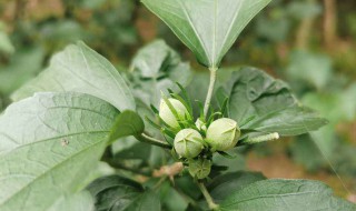 木槿叶子蔫了怎么办 木槿花叶子突然变蔫应该怎么处理