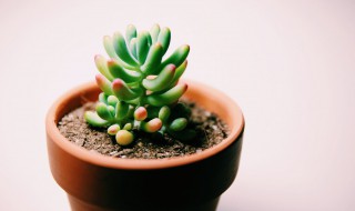 多肉植物秋天怎么浇水 秋天怎样给多肉植物浇水