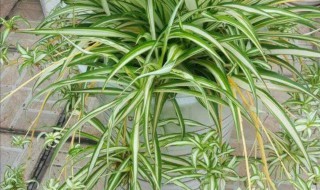 吊兰叶子四面倒怎么办（吊兰叶子倒了怎么办）