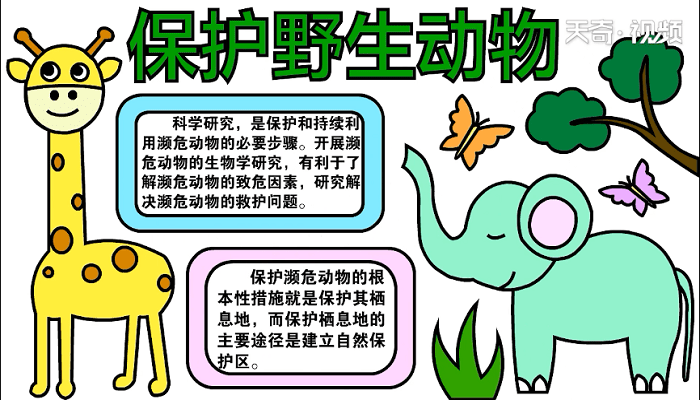 爱护野生动物手抄报