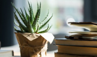 芦荟叶子变黄怎么办 芦荟花叶子发黄怎么办