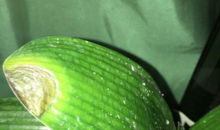 君子兰叶子发黑怎么办（君子兰叶面有黑的怎么办）