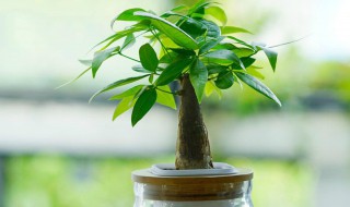 发财树叶子皱怎么处理 发财树叶子皱怎么回事