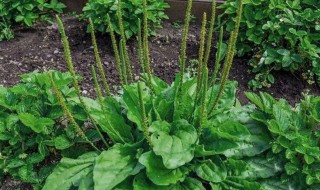 车前草怎么煮水喝（车前草怎么煮水喝要根吗）