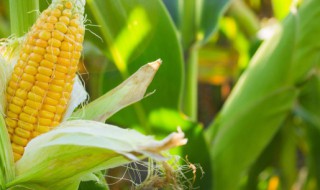 玉米须怎么煮水喝（玉米须怎么煮水喝能治肾炎吗）