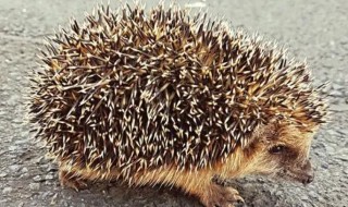 刺猬是哺乳动物吗（刺猬是哺乳动物还是卵生动物）