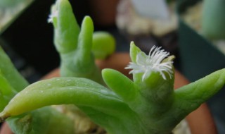 绿精灵的养殖方法（绿精灵怎么繁殖）