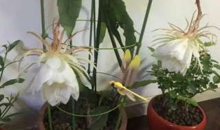 盆栽昙花是怎样养殖的（花卉昙花的养殖方法）