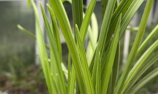 蕙兰叶子有黑斑怎么办（蕙兰花叶子发黄有黑斑）