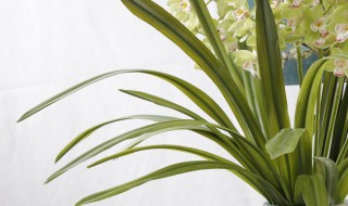 剑兰叶子发黄发黑怎么办 剑兰花叶子发黄发黑怎么治疗