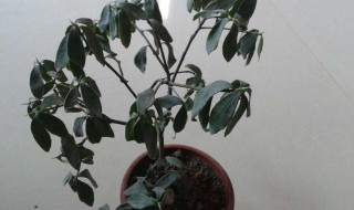 富贵子叶子耷拉怎么办 富贵树叶子下垂怎么办