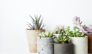 多肉植物怎么施肥(多肉植物怎么施肥才养得又大又肥)