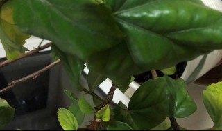 木槿花叶子发黄怎么办(木槿叶片发黄怎么办)