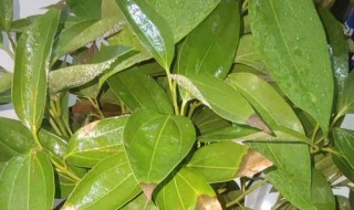 平安树老掉叶子怎么办 平安树的叶子全部干掉了怎么办