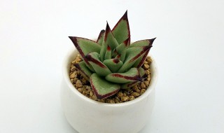 多肉植物小米星怎么养 小米多星多肉怎么养