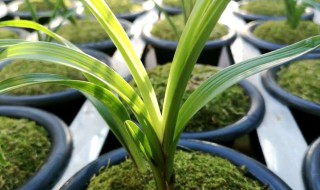 兰花叶子变黄怎么办（兰花叶子变黄怎么办?）