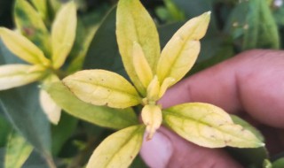 毛娟叶子发黄怎么办 毛鹃叶子发黄怎么治疗