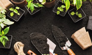 幸福树的养殖方法及其注意事项（幸福树的养殖方法及其注意事项视频）