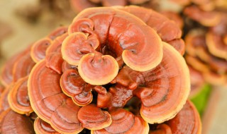 灵芝盆景有什么养护方法(灵芝盆景的养护)