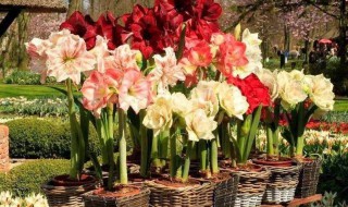 盆栽朱顶红该如何养殖 怎样养朱顶红才能开花