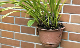 菖蒲的盆景是怎样养护的 菖蒲盆景怎么养