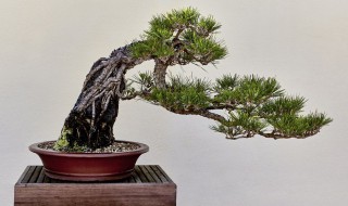 红豆杉盆景该如何养殖(怎样种植红豆杉盆景)