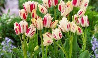 盆栽郁金香如何养殖呢 盆栽郁金香怎么养